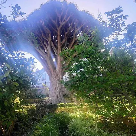 Apartment Romantisches Haus In Der Historischen Altstadt Von Orotava La Orotava